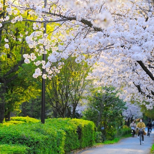 大野川緑陰道路